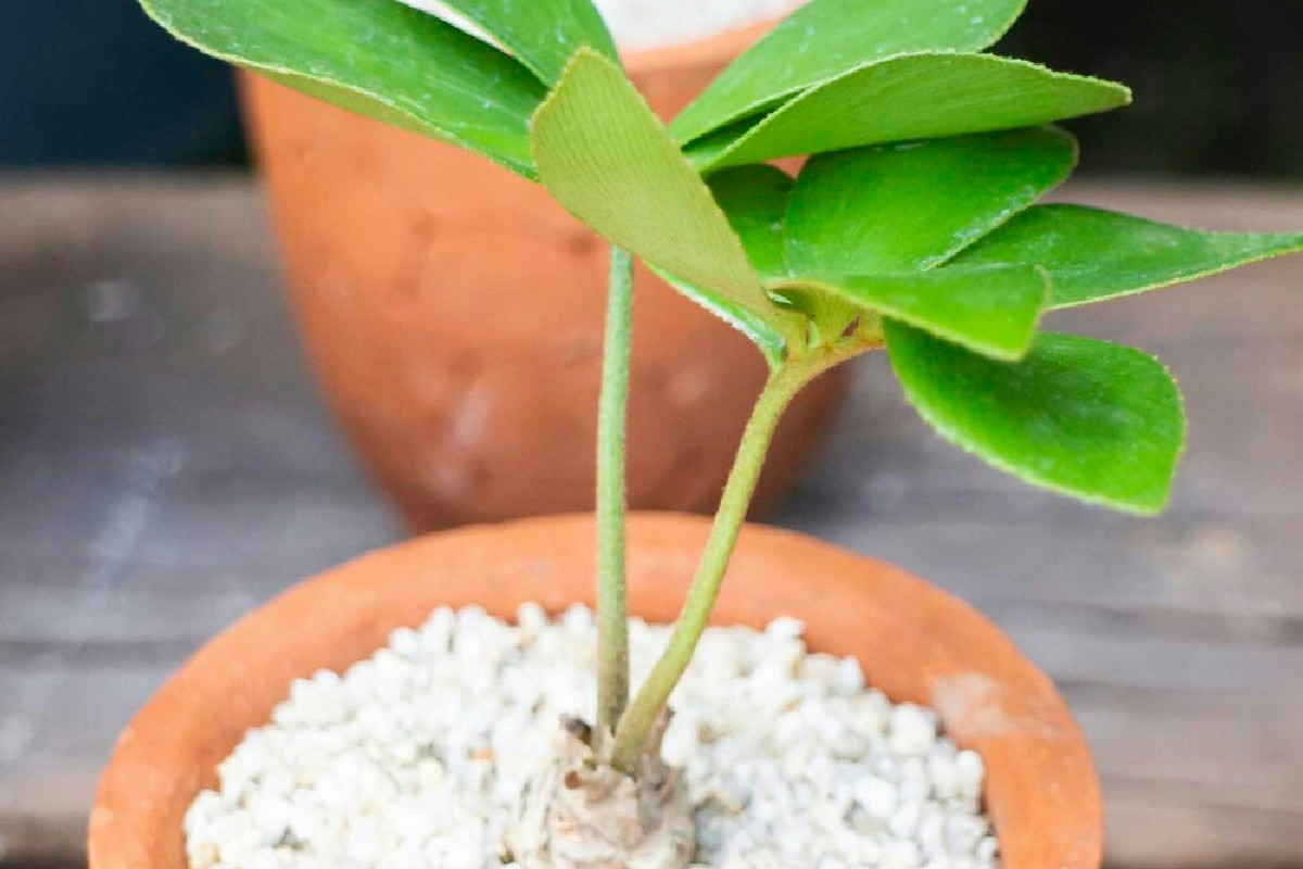 Il bicarbonato nelle piante: il trattamento naturale che migliora ogni angolo verde di casa
