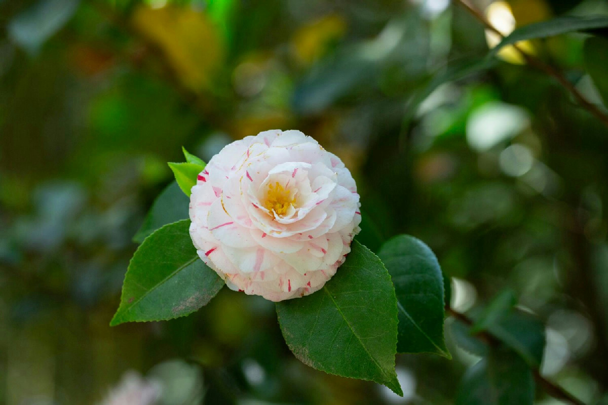 Camelia resistente al gelo che illumina il giardino con fiori splendidi da gennaio ogni anno