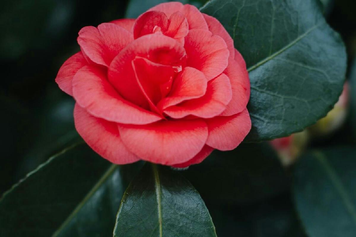 Camelia resistente al gelo che illumina il giardino con fiori splendidi da gennaio ogni anno