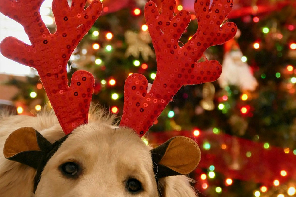 Decorazioni natalizie pericolose in casa: tutelare bambini e animali dagli incidenti più comuni