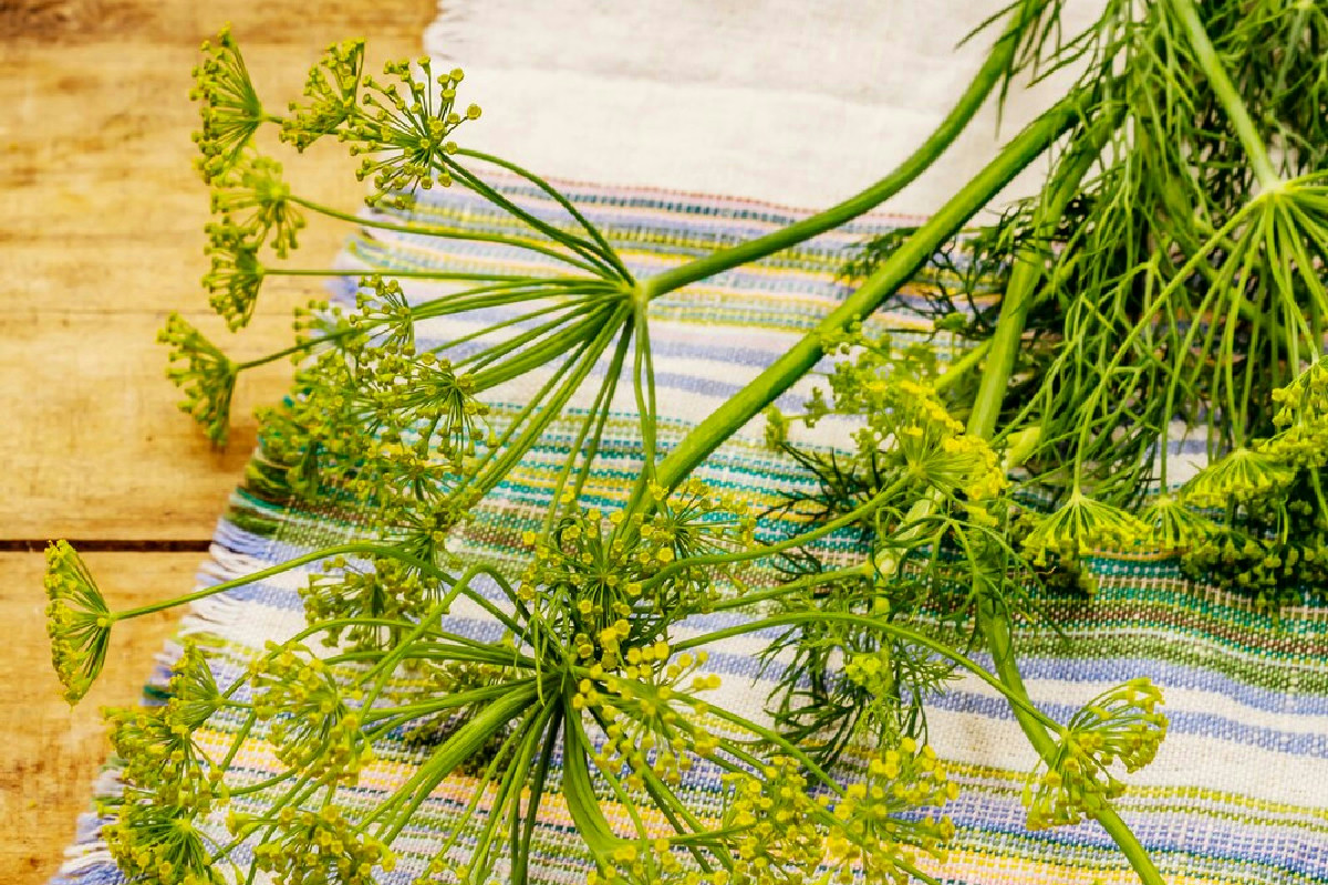 Il finocchietto selvatico, l’erba aromatica indispensabile in cucina e oltre