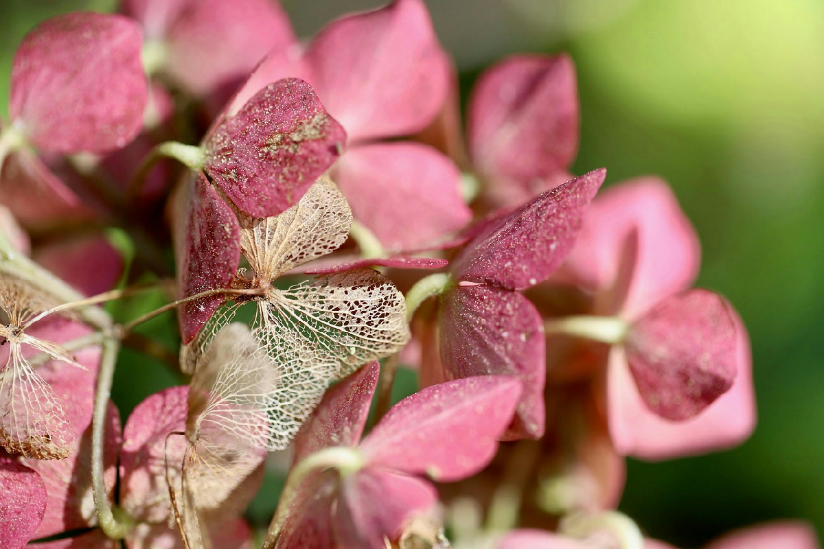 Ortensie che cambiano colore naturalmente: il metodo per fioriture senza prodotti chimici